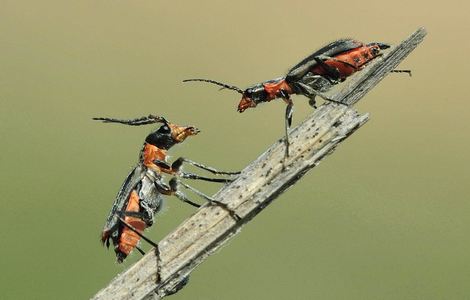 八角笼中观后感