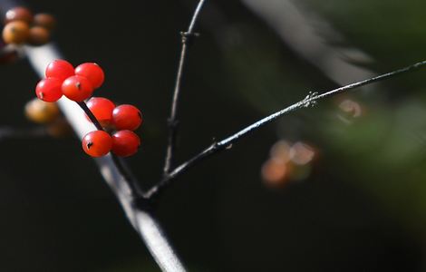 大香伊煮永久在线118