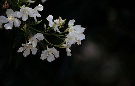 天娱文化传媒免费高清视频