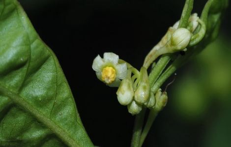 小草嫩芽研究视频