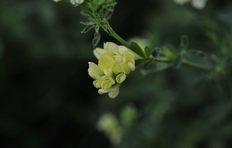 抖音篮球小野ai造梦视频