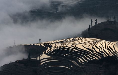 水蜜桃大象