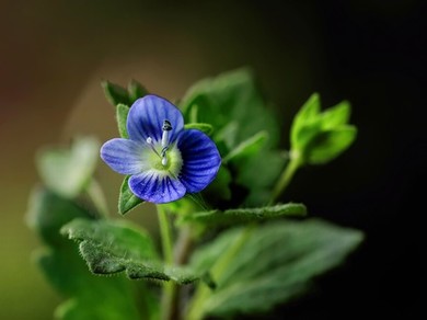 舌尖不断扫她的花蒂视频