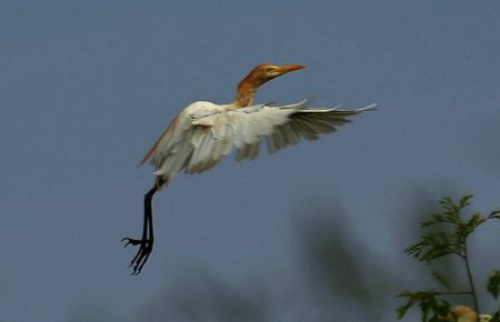 芒果tv下载