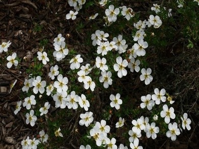 芒果免费版视频