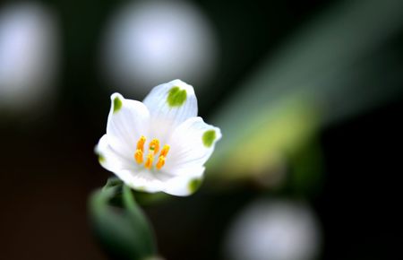 芒果免费观看完整版