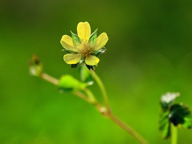 芒果回家在线视频