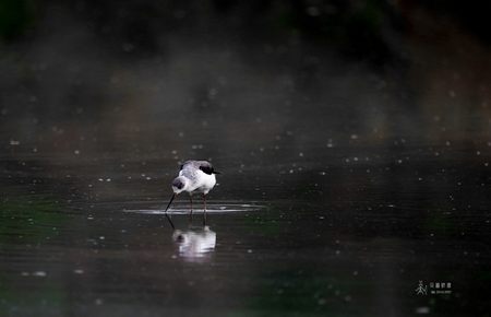 芒果回家视频回家不迷路