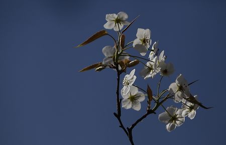 芳草萋萋鹦鹉洲免费在线观看