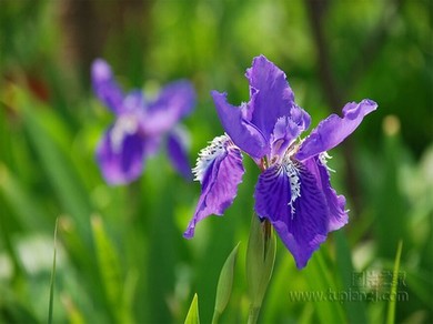 苹果里范冰冰是替身吗