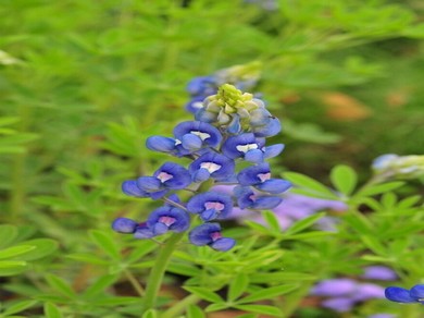 雪花那个飘免费观看完整版